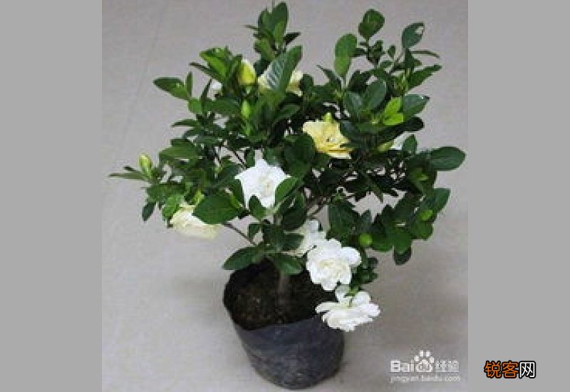 栀子花怎么养才能开花