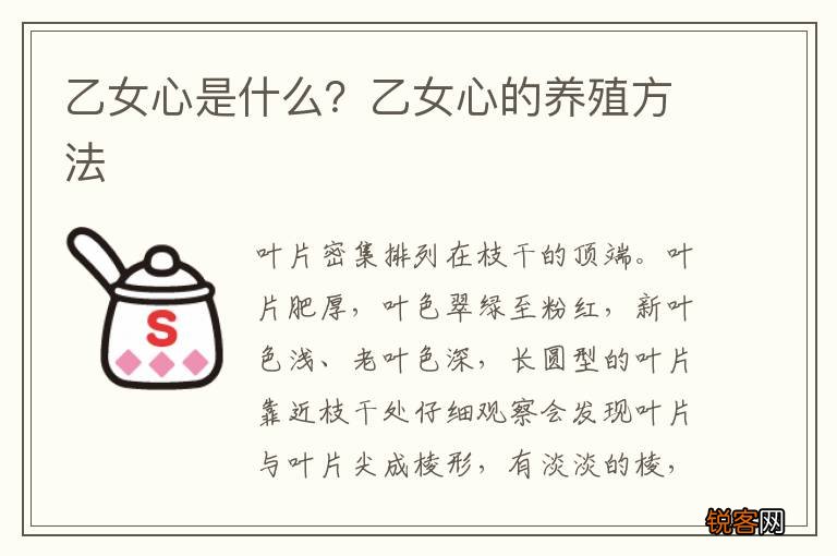 乙女心是什么？乙女心的养殖方法