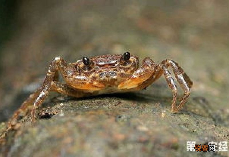 观赏螃蟹怎么养殖方法
