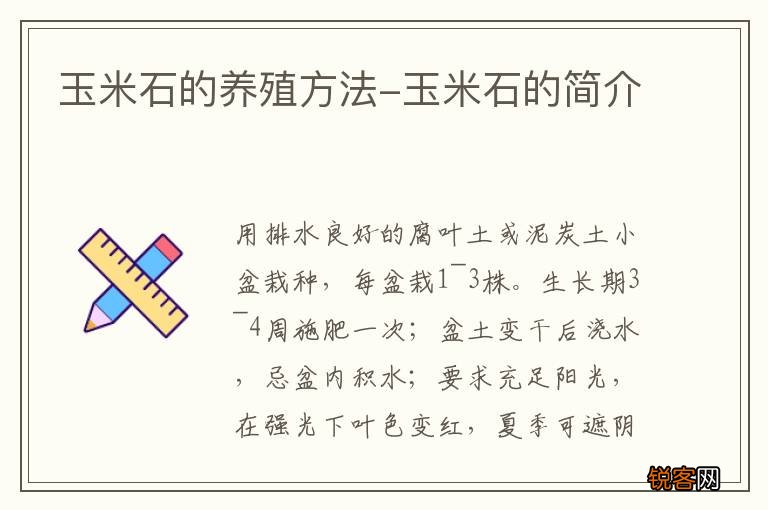 玉米石的养殖方法-玉米石的简介