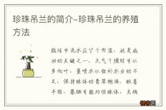 珍珠吊兰的简介-珍珠吊兰的养殖方法