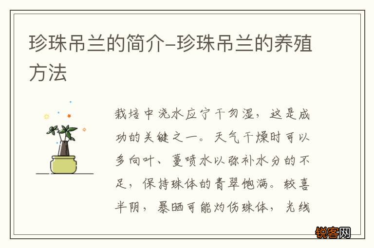 珍珠吊兰的简介-珍珠吊兰的养殖方法
