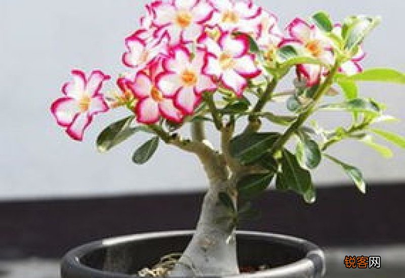 沙漠玫瑰怎么养才开花