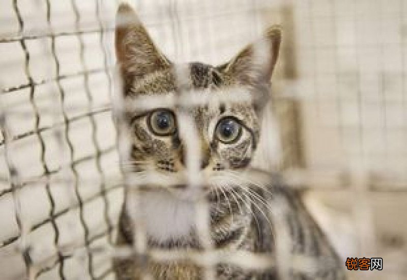猫关笼子里多久会适应不叫