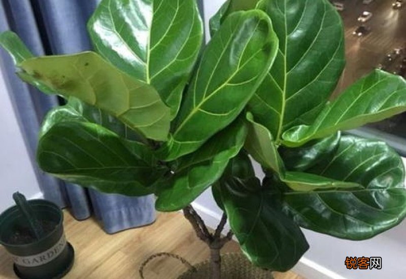 琴叶榕什么季节打顶好