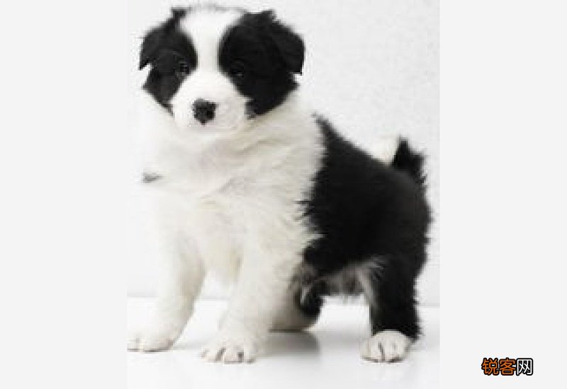 边牧犬能长多大