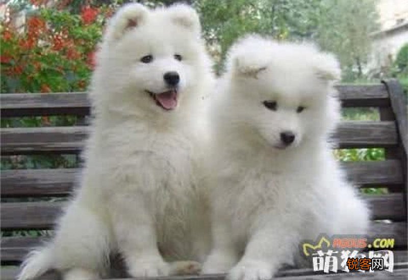 萨摩耶犬拉稀怎么办