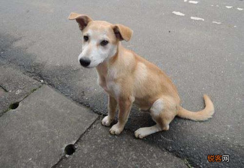 狗狗胎死腹中几天会死