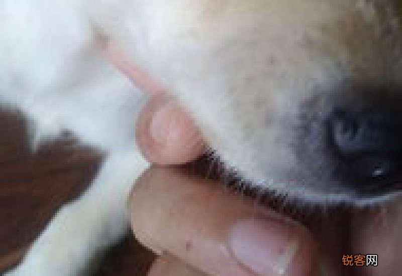 狗狗经常流眼泪怎么回事