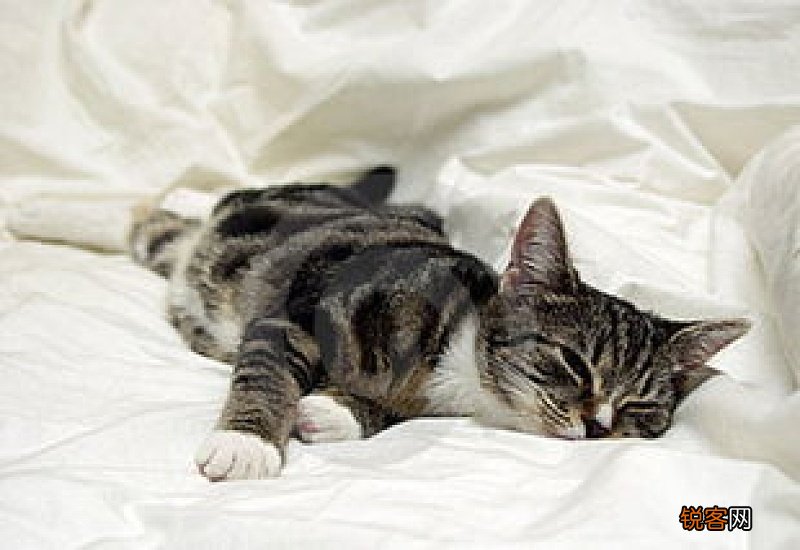 猫咪不大便了怎么办