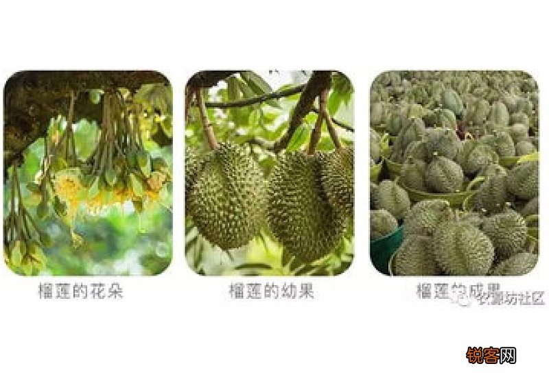 榴莲开了一点点口可以吃了吗
