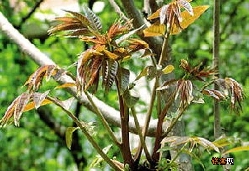 香椿分公母吗