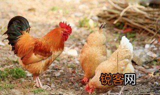 铁公鸡的意思是指哪一类人 铁公鸡指的是什么