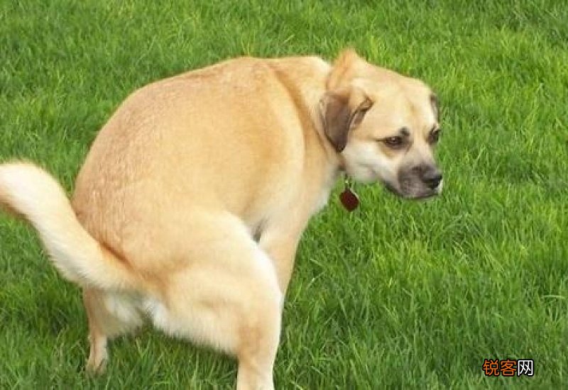 狗狗外出不拉屎怎么办