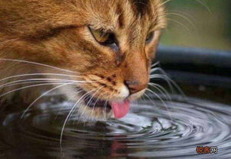 猫只喝水能活几天