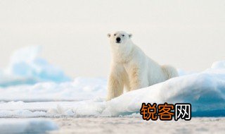南极冰架的意思是什么 南极冰架是什么意思