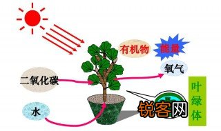 植物进行光合作用所必需的几个条件是什么 光合作用介绍