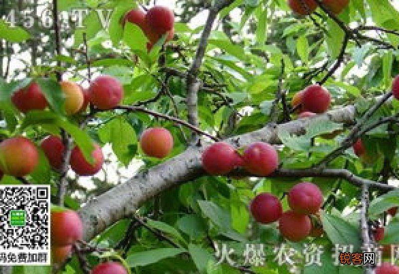 李子坐果低是咋回事