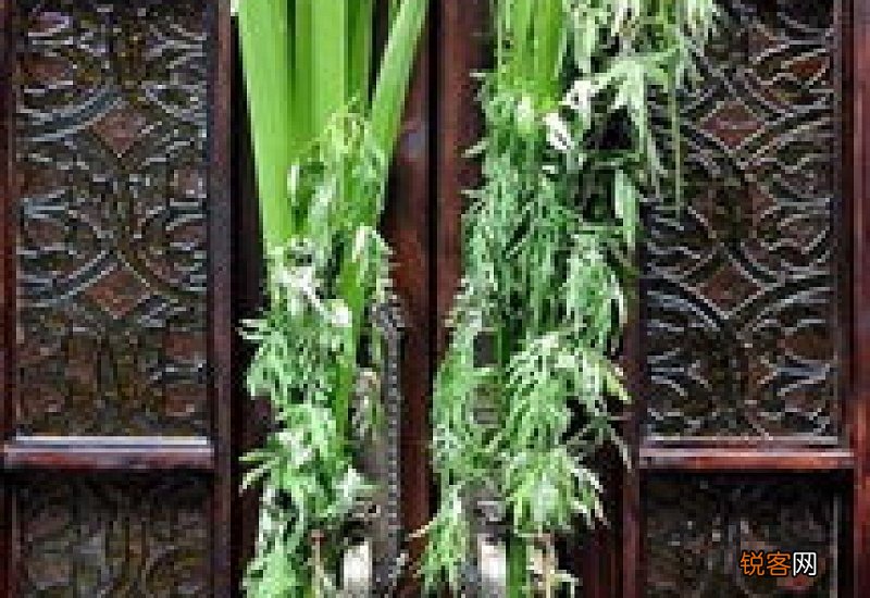 2021端午节的艾草可以挂一年吗
