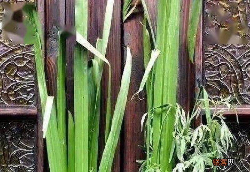 在北方端午节挂艾草吗
