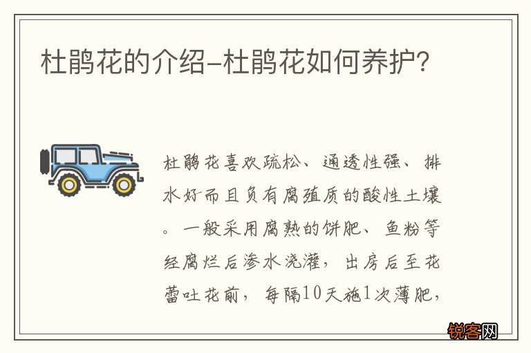 杜鹃花的介绍-杜鹃花如何养护？