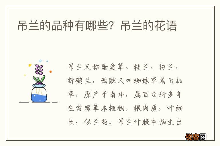 吊兰的品种有哪些？吊兰的花语