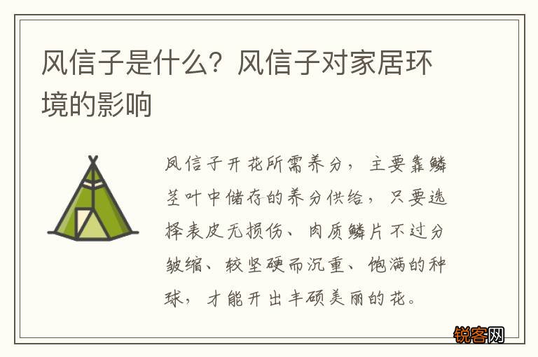 风信子是什么？风信子对家居环境的影响