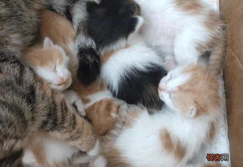 新手养猫基础知识