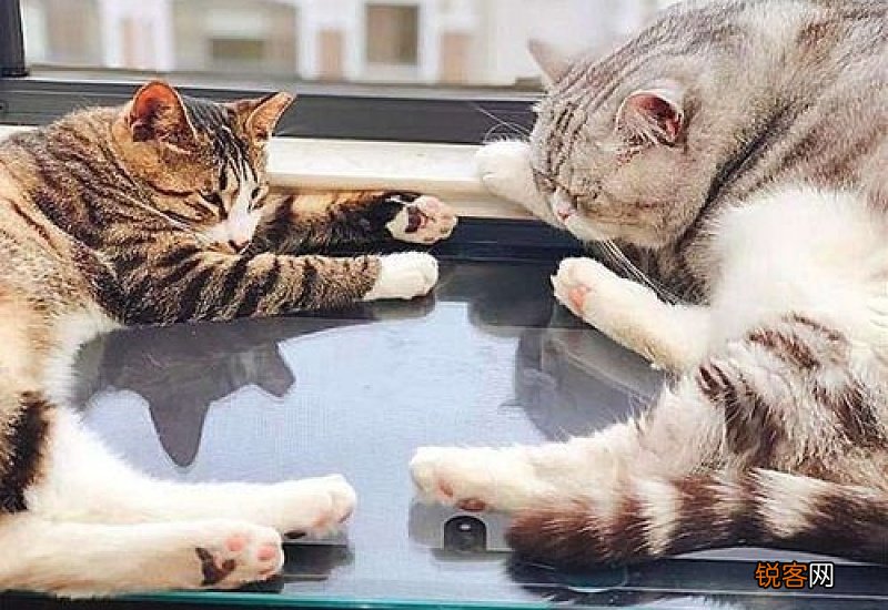 猫用屁股对自己是为什么