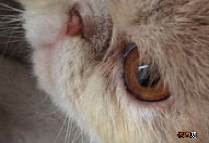 加菲猫鼻屎怎么清理
