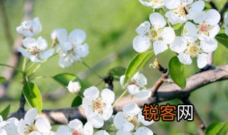 春天的树叶怎么形容 怎么形容春天的树叶