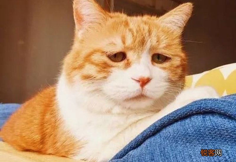 猫咪为什么一直叫不停