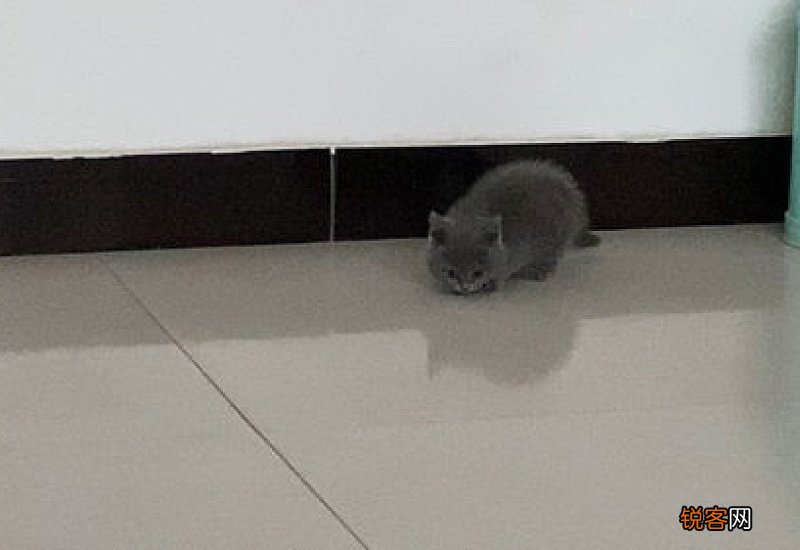 蓝猫和虎斑串出来的猫
