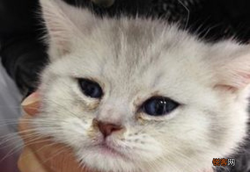 猫传腹会打喷嚏流鼻涕吗