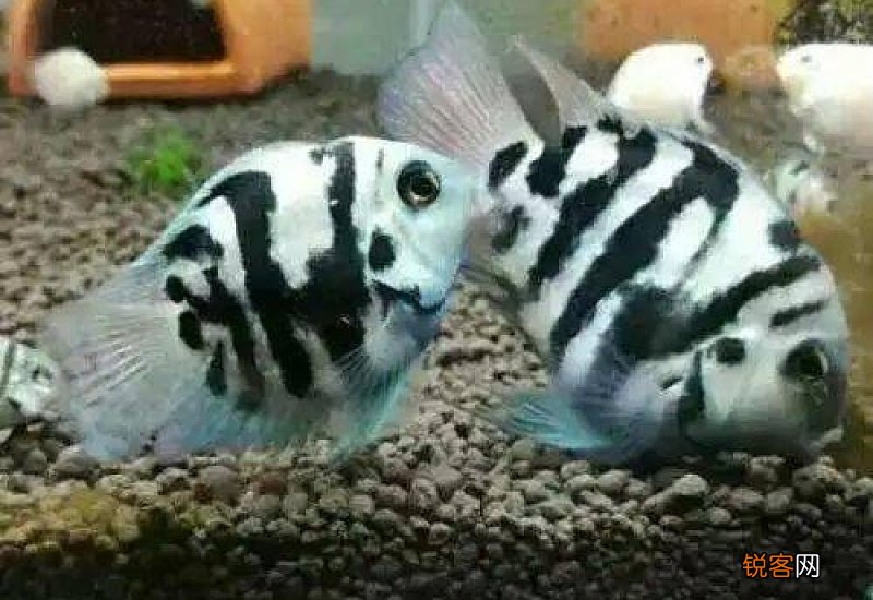 观赏鱼胎生鱼有哪些