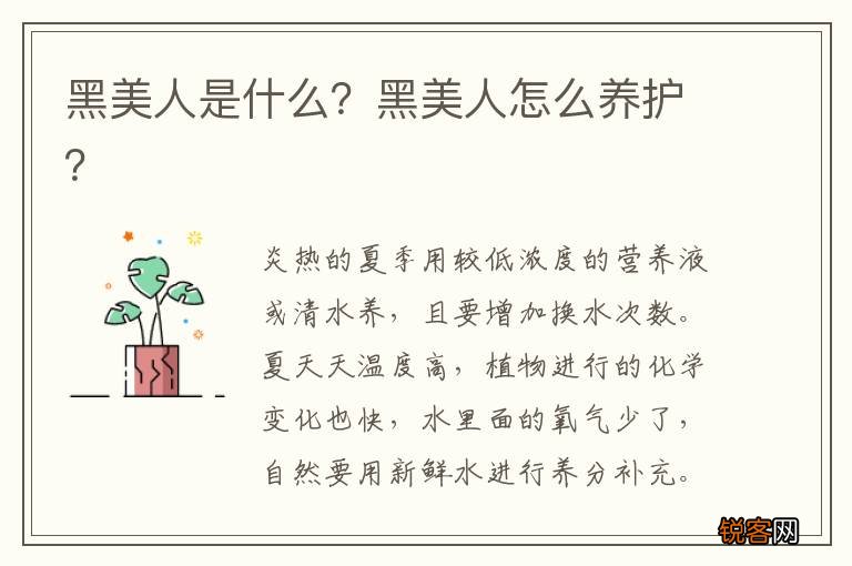 黑美人是什么？黑美人怎么养护？