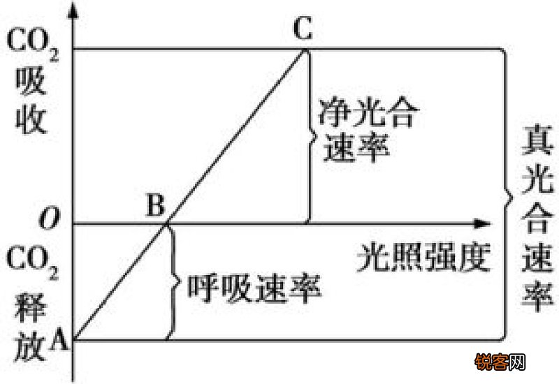净光合速率等于0说明什么