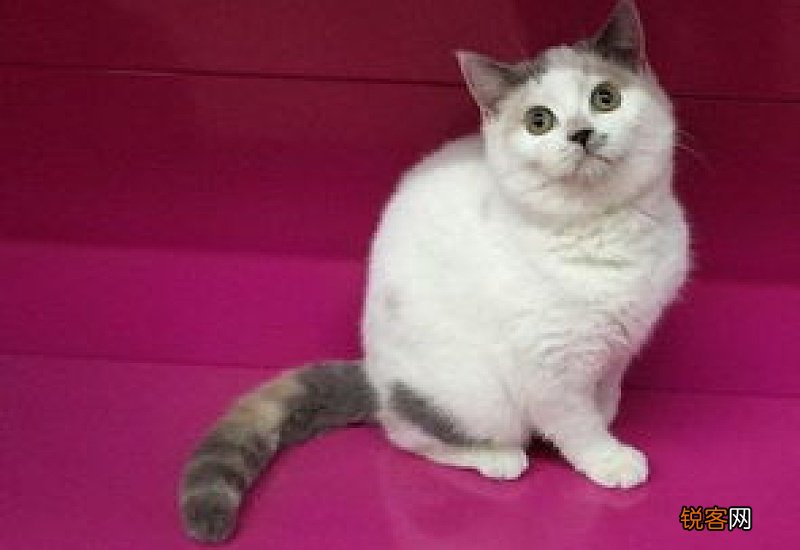 猫什么时候开始驱虫打疫苗