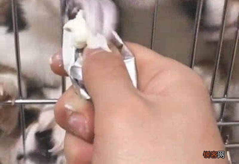 柯基能喝酸奶吗