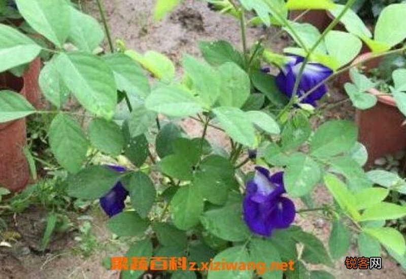 蓝蝴蝶花怎么养殖