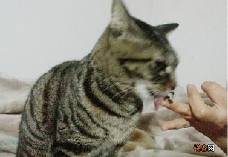 猫吐毛球后没精神
