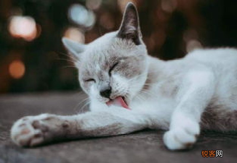 猫咪3岁了下牙中间没了怎么办
