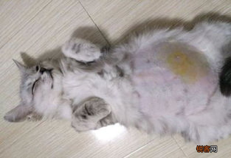 猫传腹抽搐四腿乱蹬流口水