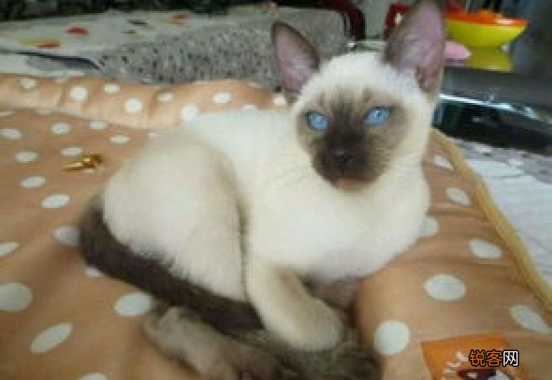 猫咪能吃盐吗?