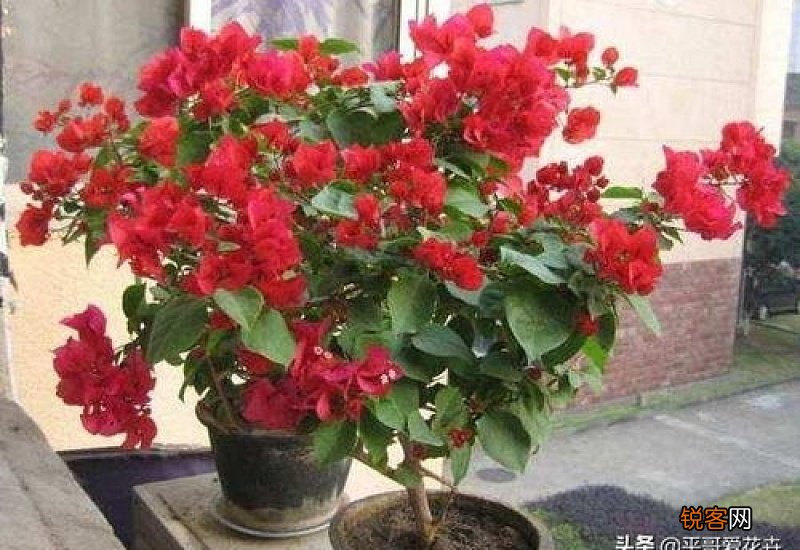 三角梅扦插多久能开花