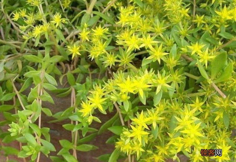 垂盆草什么季节种植