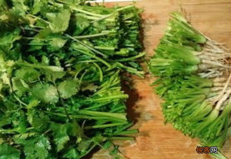 香菜可以连根一起吃吗