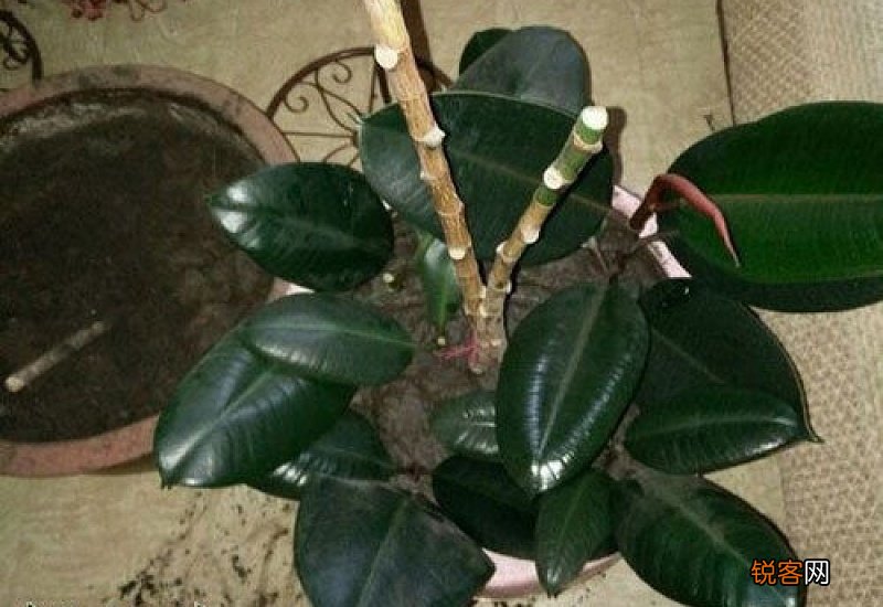橡皮树什么季节剪枝