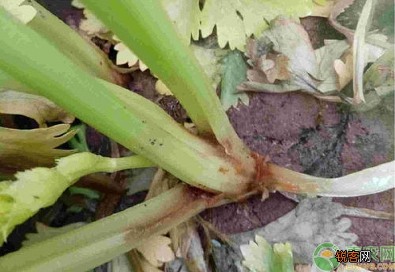 芹菜烂根是什么原因
