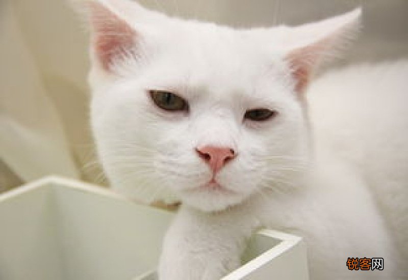 猫咪近亲可以繁殖吗